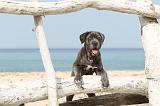CANE CORSO 231